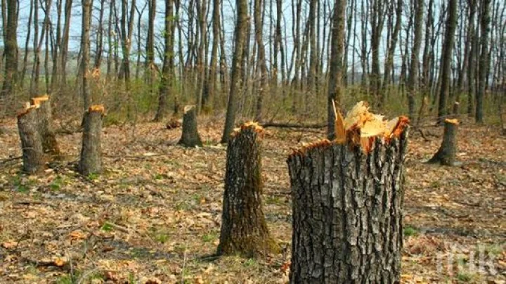 മരങ്ങള്‍