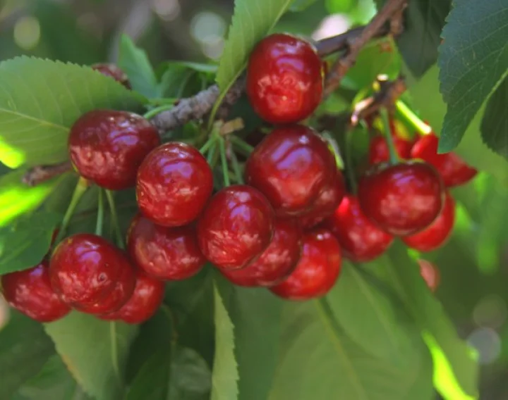 ക്യാൻസർ