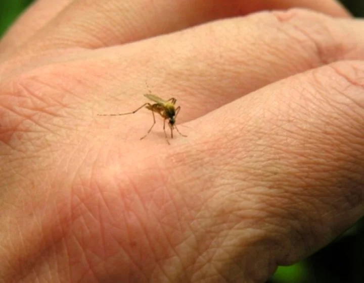 ഡെങ്കിപ്പനി