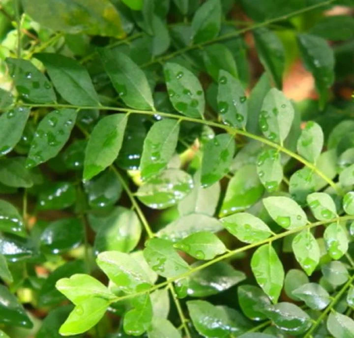 കറിവേപ്പില