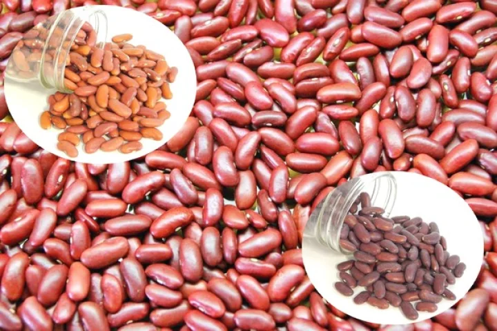 Recipe - Protein rich kidney bean salad will reduce weight poshtik rajma salad tasty rajma salad recipe in marathi  webdunia marathi rich kidney been salad will reduce weight weight loss karnya sathi kidney been salad recipe प्रथिने समृद्ध राजमा सॅलड वजन कमी करेल