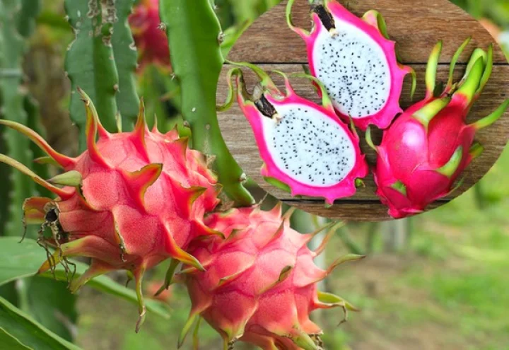 Dragon fruit