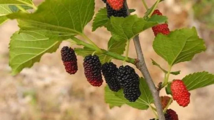 उन्हाळ्यात येणारे हे फळ महिलांनी जरूर खावे, वजन कमी करून डोळ्यांचे आरोग्य राहतील चांगले