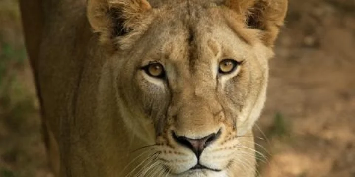 വാർത്തം സിംഹം