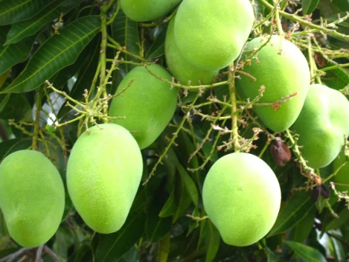 Seasonal couplets of Prabhu Trivedi
