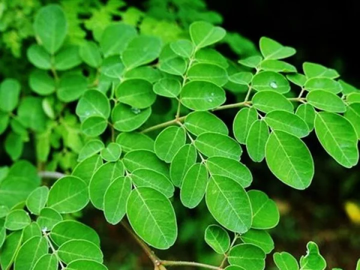 മുരിങ്ങ പൂ