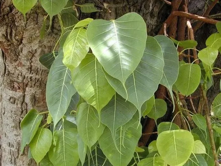 banyan tree 