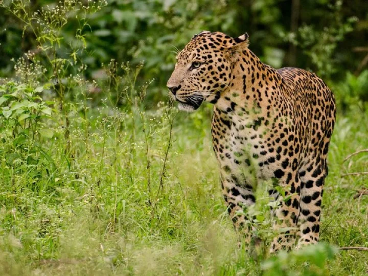 leopard attack