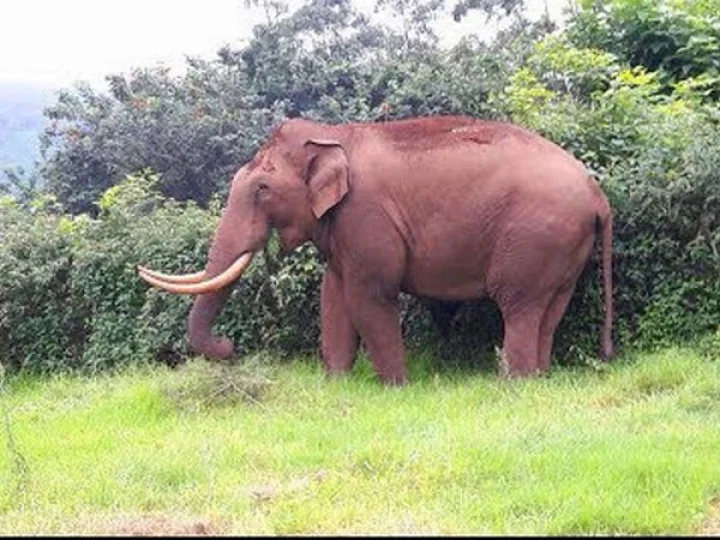 Wild Elephant attack Batheri