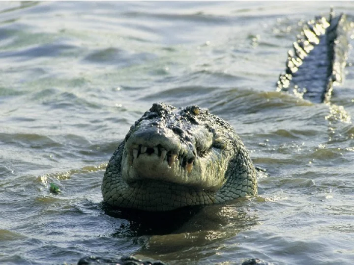 crocodile attack