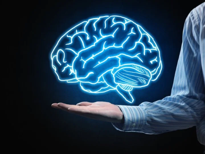human brain
