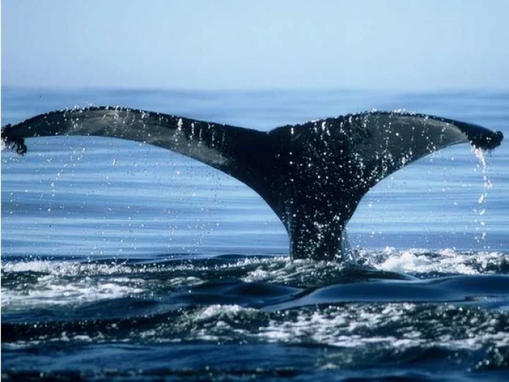Bowhead whale