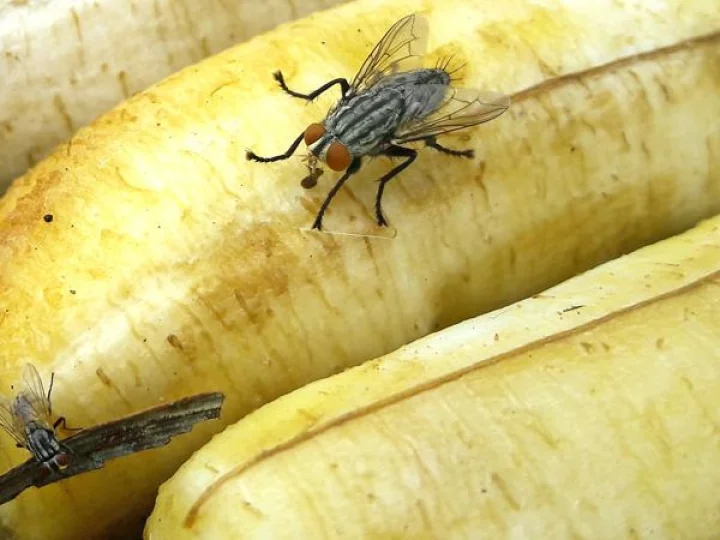 Where do flies come from