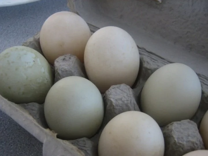 egg