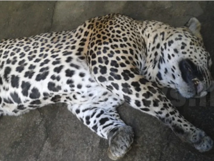 sharp-shooters-kill-cannibal-leopard-in-karmala-area-solapur