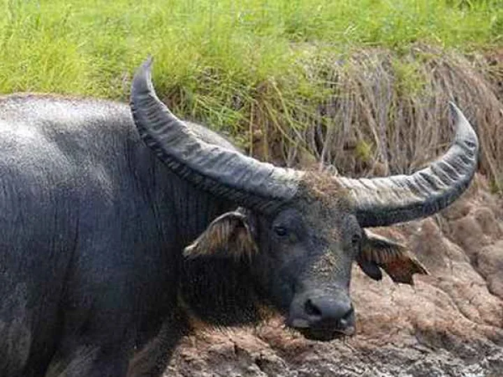 കാട്ടുപോത്ത്