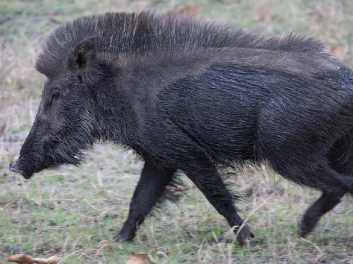 വാർത്തകൾ