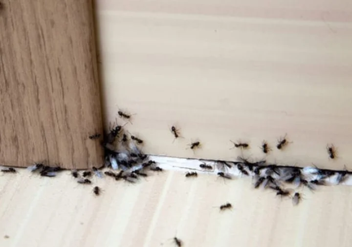 Why Black Ants in Your Kitchen