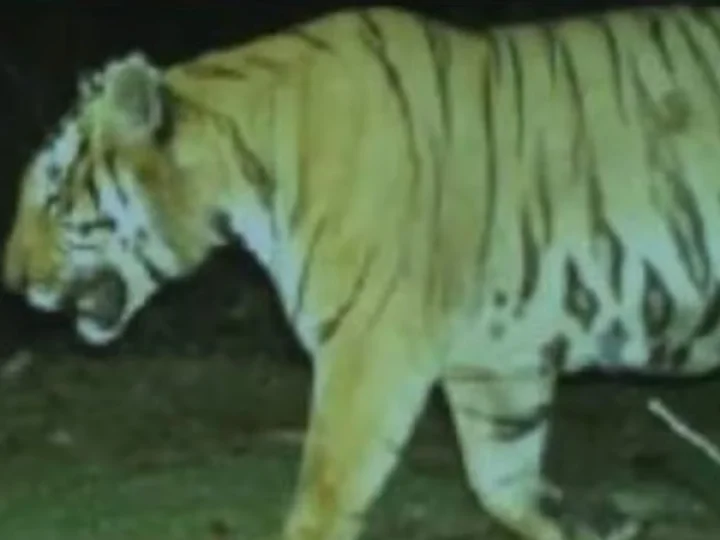 Tiger, Pancharakolly, Pancharakolly Tiger Attack, Killing Tiger, Shooting Tiger