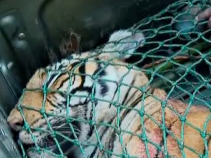 Pancharakolly Tiger Killed