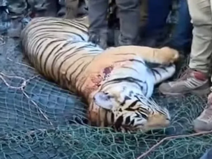 Tiger Killed
