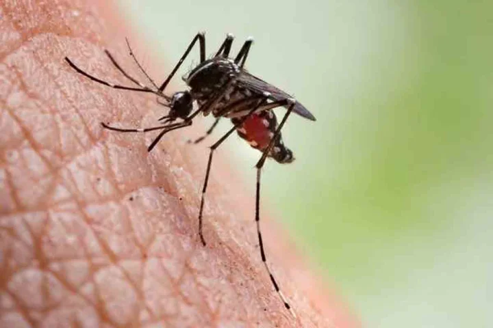 mosquito