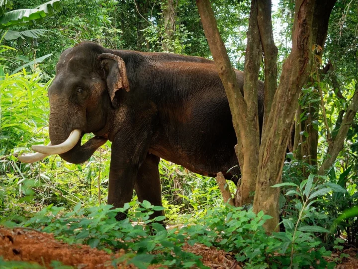 കാട്ടാന ആക്രമണത്തിൽ ആറാം മരണം; ചെറുവിരലനക്കാതെ സർക്കാർ