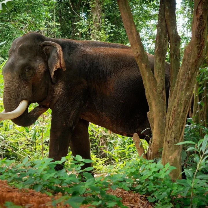 Wild Elephant Attack Sixth Death Wayanad