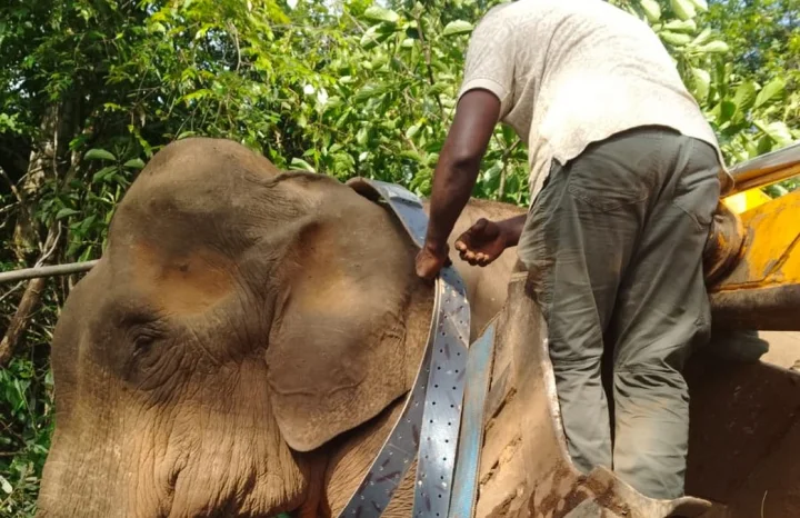 Wild Elephant Tranquilized Kothamangalam