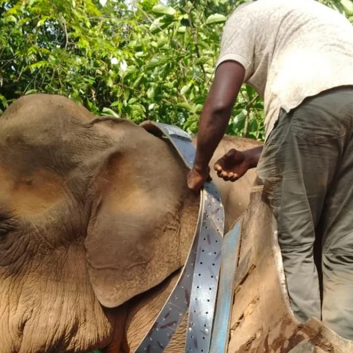 Wild Elephant Tranquilized Kothamangalam