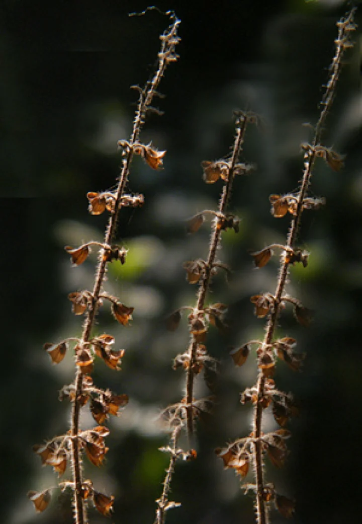 tulsi