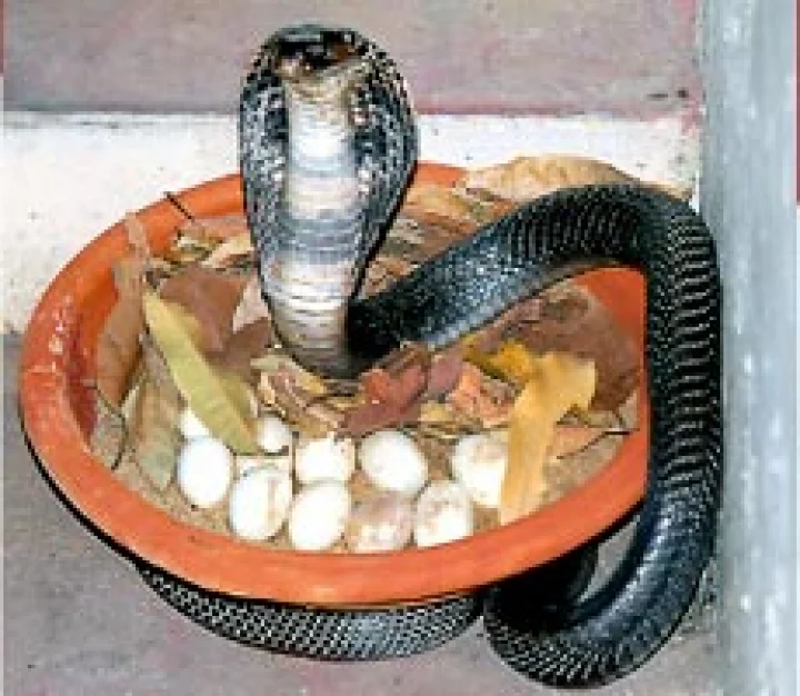nagpanchami