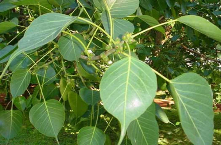 pipal