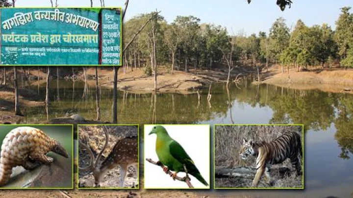 समृद्ध वन्यजीवांचा अनमोल ठेवा ‘नागझिरा’