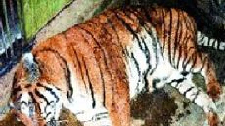 सर्वात वयस्कर वाघ 'राजा' मरण पावला