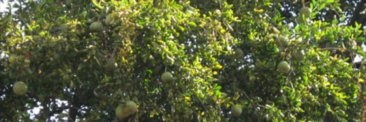 बिल्व वृक्ष लावा