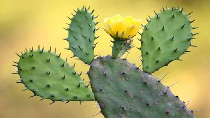 Cactus Plant Vastu घरामध्ये काटेरी रोप ठेवणे अशुभ का ?