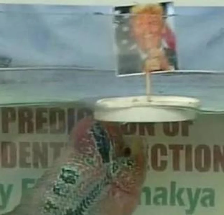 चाणक्य माशा ट्रम्प विजयाची शक्यता