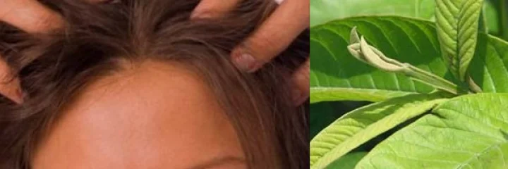 केसांसाठी फायदेशीर पेरूची पाने