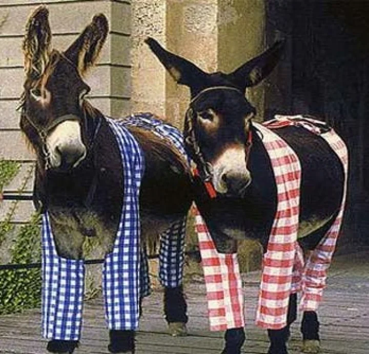 येथे गाढवांना घातले जातात पायजमे