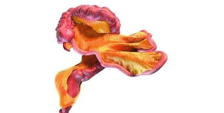 मानवी शरीरात सापडला नवीन अवयव