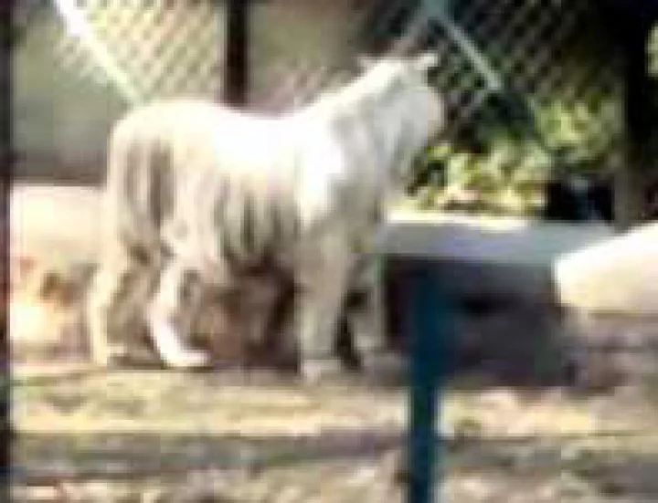 white tiger