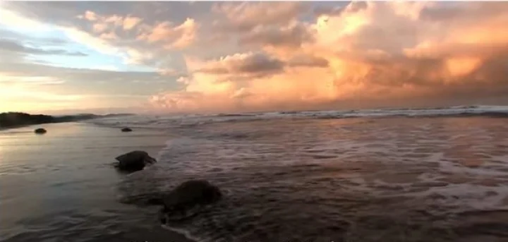 कासव सर्वोत्कृष्ट चित्रपट