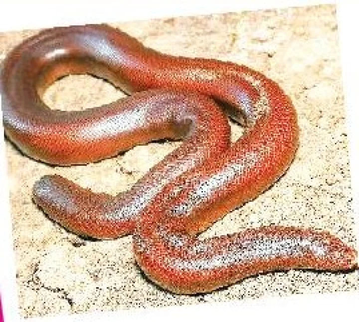 snake is more costly than BMW