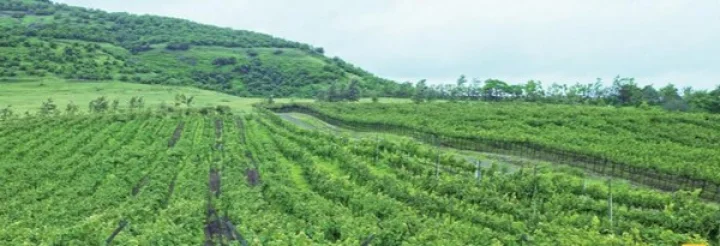 wine grape cultivation