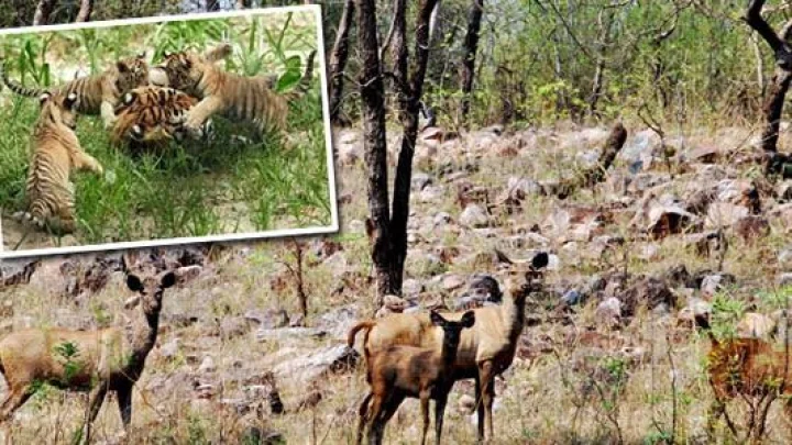 Vidharbh Jungale Safari जंगल सफारी विदर्भातील