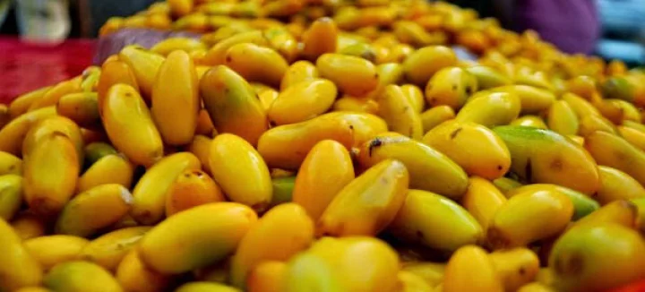 Khirni – fruit with high nutrition value