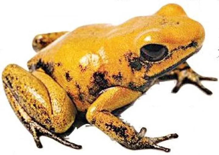 golden frog poison harmful for human