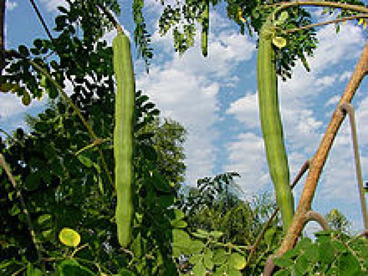 शेवग्याच्या पानाची भाजी