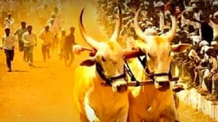 बैलगाडा शर्यतीला सशर्त परवानगी; सुप्रीम कोर्टाचा मोठा दिलासा